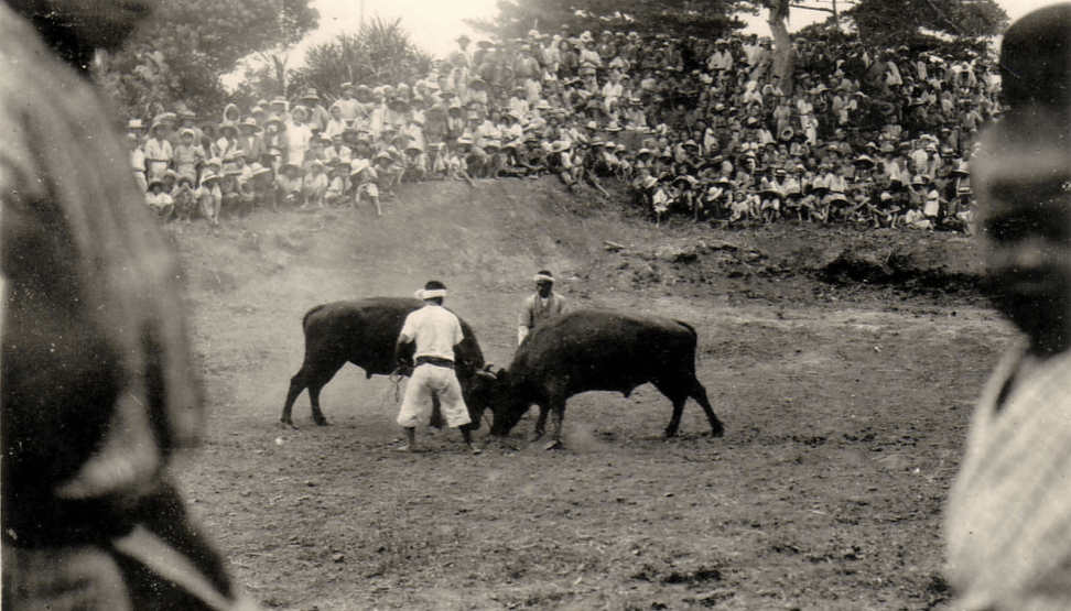 Bulls and rams in karate&nbsp;folklore